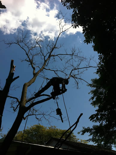 Image of a silhouetted ETC crew member in a tree